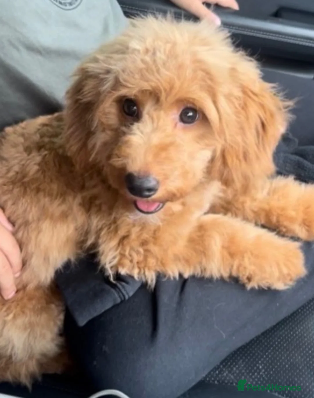 Toy Poodle dogs for sale: Toy Poodle Puppies For Sale - Advert 7