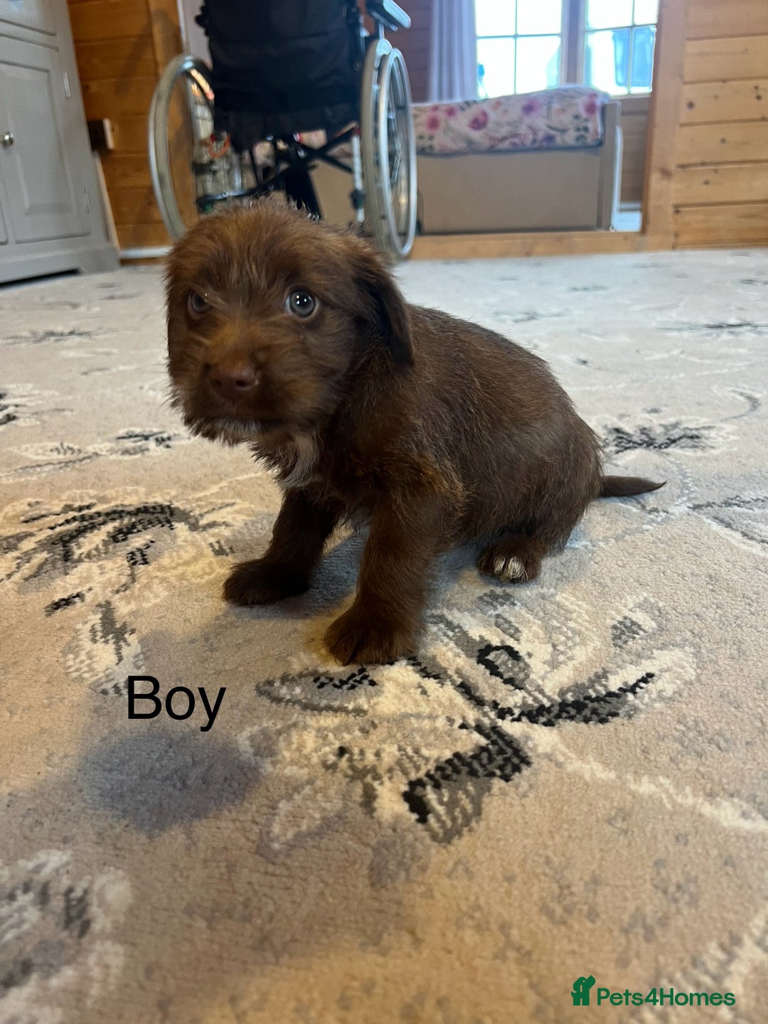 Mixed Breed dogs for sale: Jackapoo pups ready 9th August  - Image 11