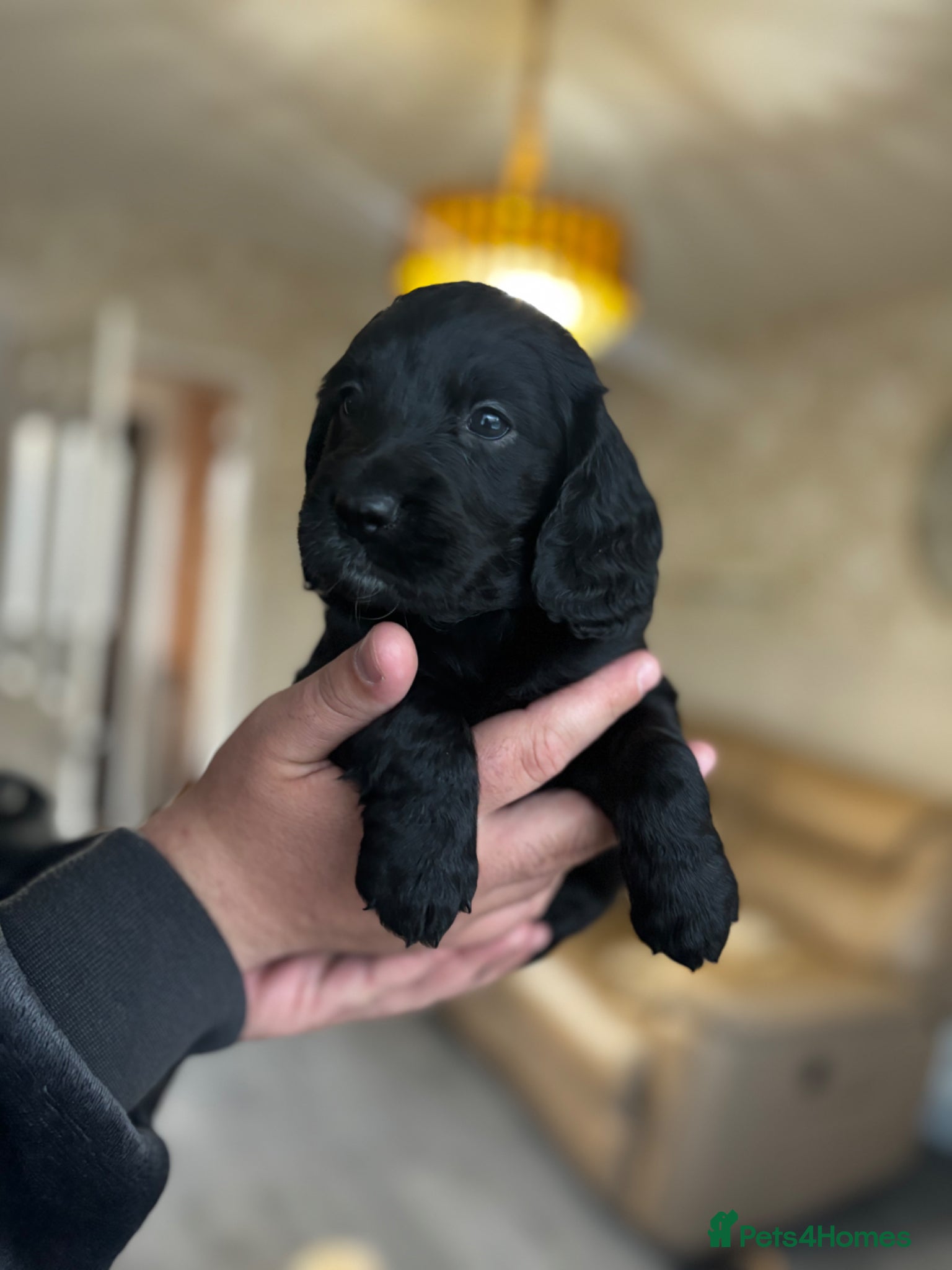 Cockapoo dogs  cockapoo puppy’s ❤️🌟last 3 remaining  - Advert 2