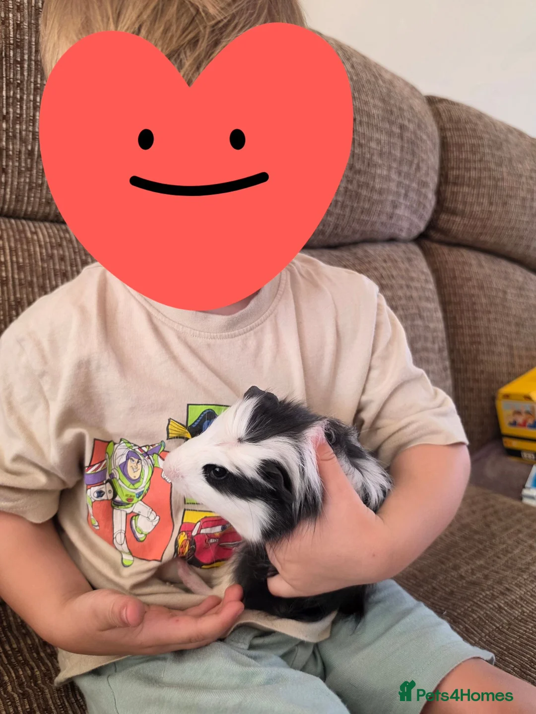 Guinea Pig rodents for sale: 2 Male Guinea Pigs in Bedford - Advert 4