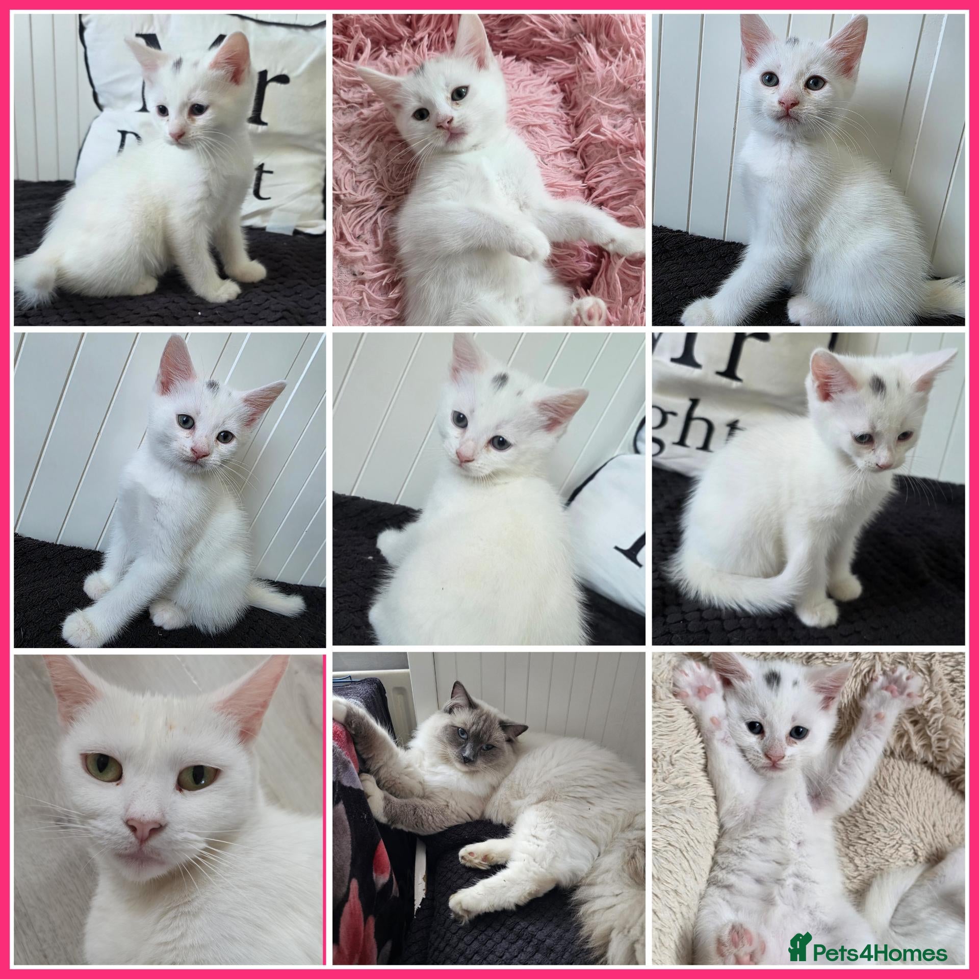 Mixed Breed cats 🩵Ragdoll x domestic shorthair cat 🩵💚💜 - Advert 10