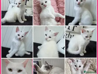 Mixed Breed cats 🩵Ragdoll x domestic shorthair cat 🩵💚💜 - Advert 10