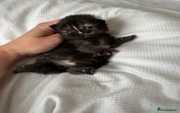 Persian cats for sale: Pure persian kittens - Advert 4