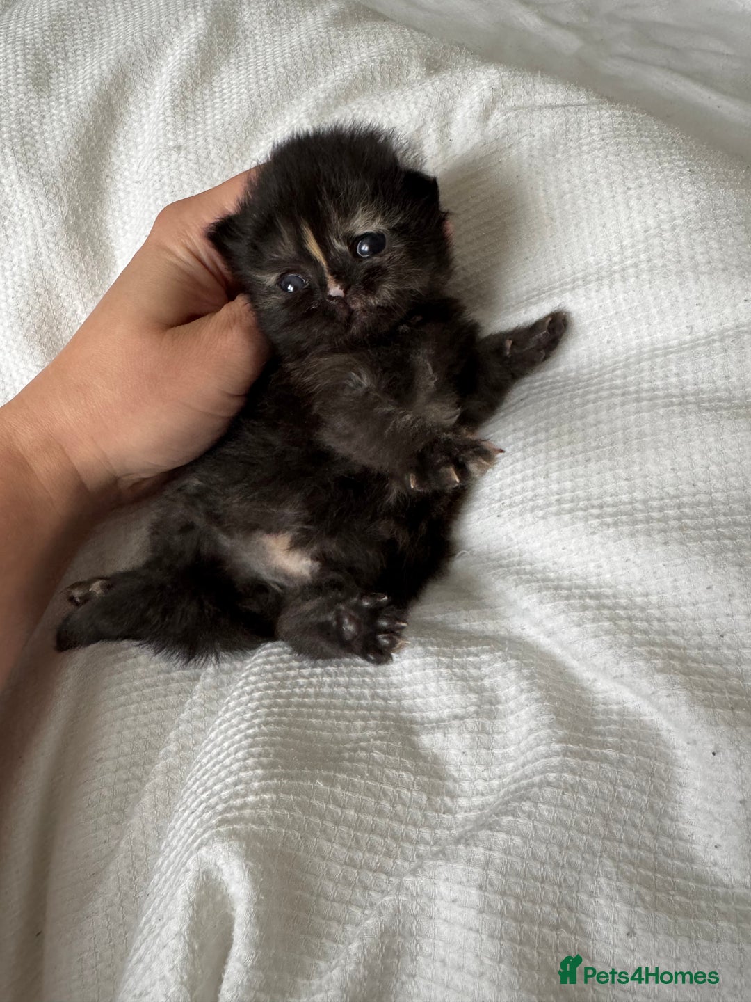 Persian cats for sale: Pure persian kittens - Advert 4