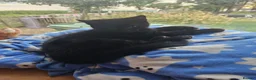 Mixed Breed cats for sale: 11 week old black tabby kittens - Advert 4