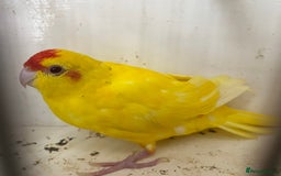 Parakeets birds for sale: Hen kakariki Cinnamon Blue & Buttercup - Image 3
