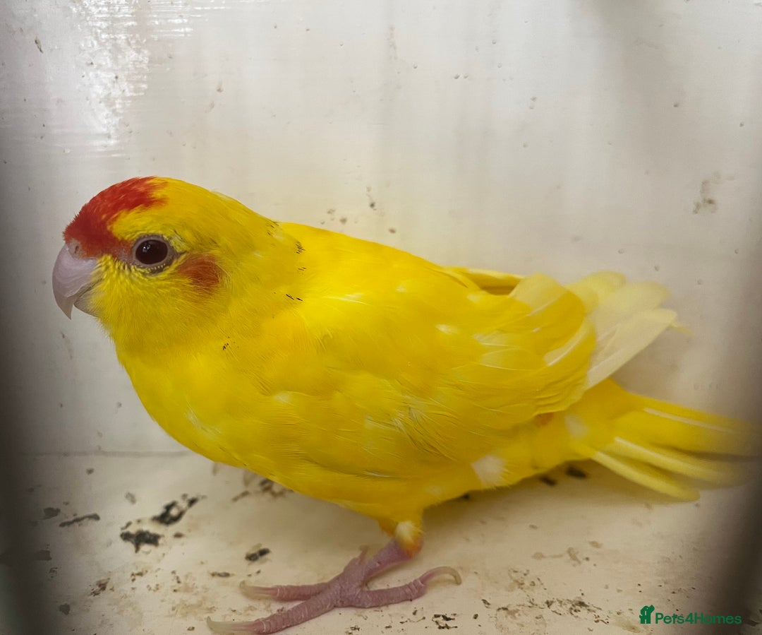 Parakeets birds for sale: Hen kakariki Cinnamon Blue & Buttercup - Image 3