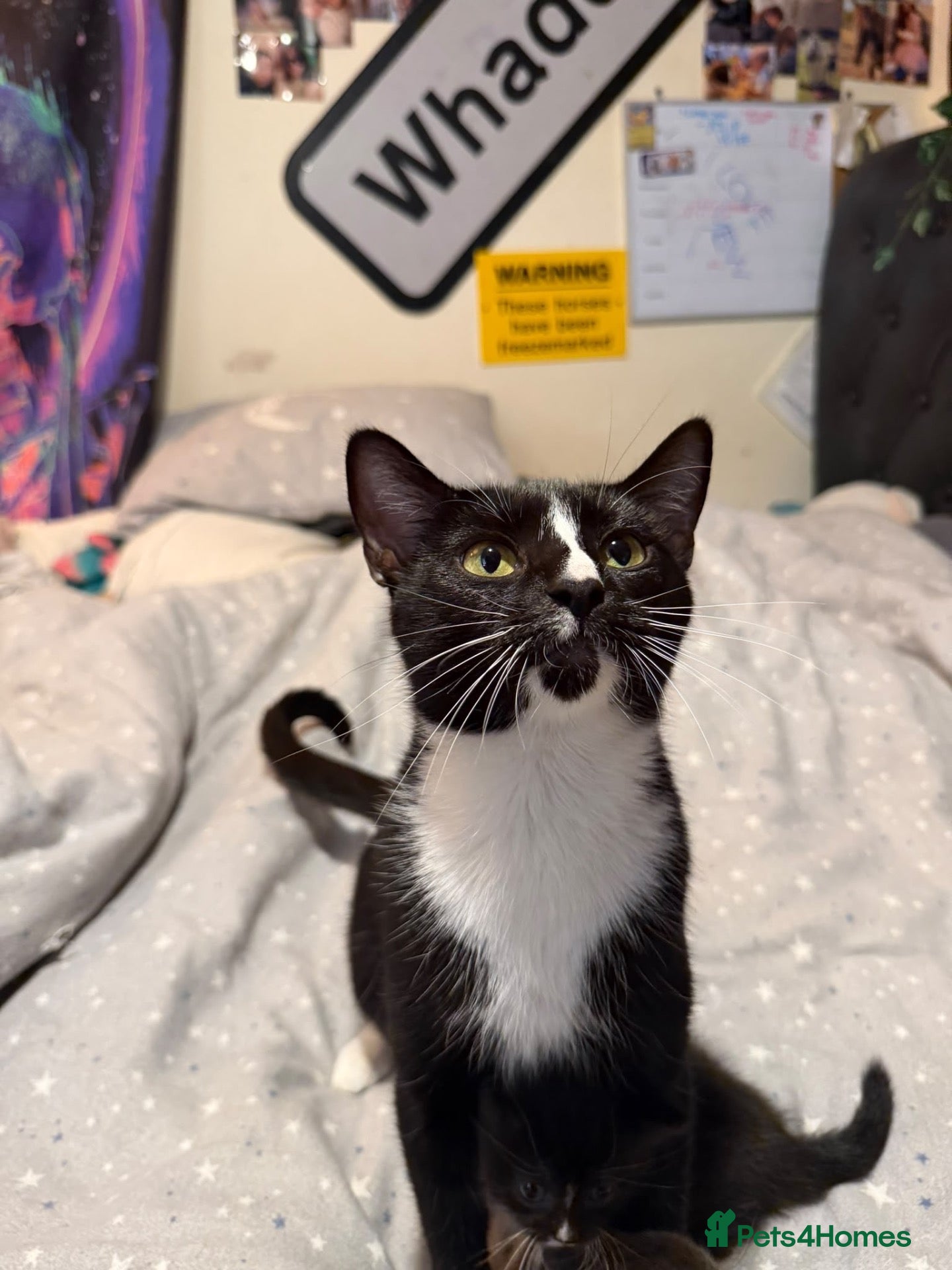 Mixed Breed cats X2 kittens looking for homes - Advert 2