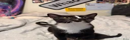 Mixed Breed cats for sale: X2 kittens looking for homes in Aylesbury - Advert 1