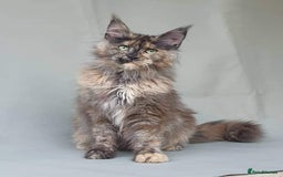 Maine Coon cats for sale: Female MaineCoon  Imported, Loving Home Needed   - Image 8