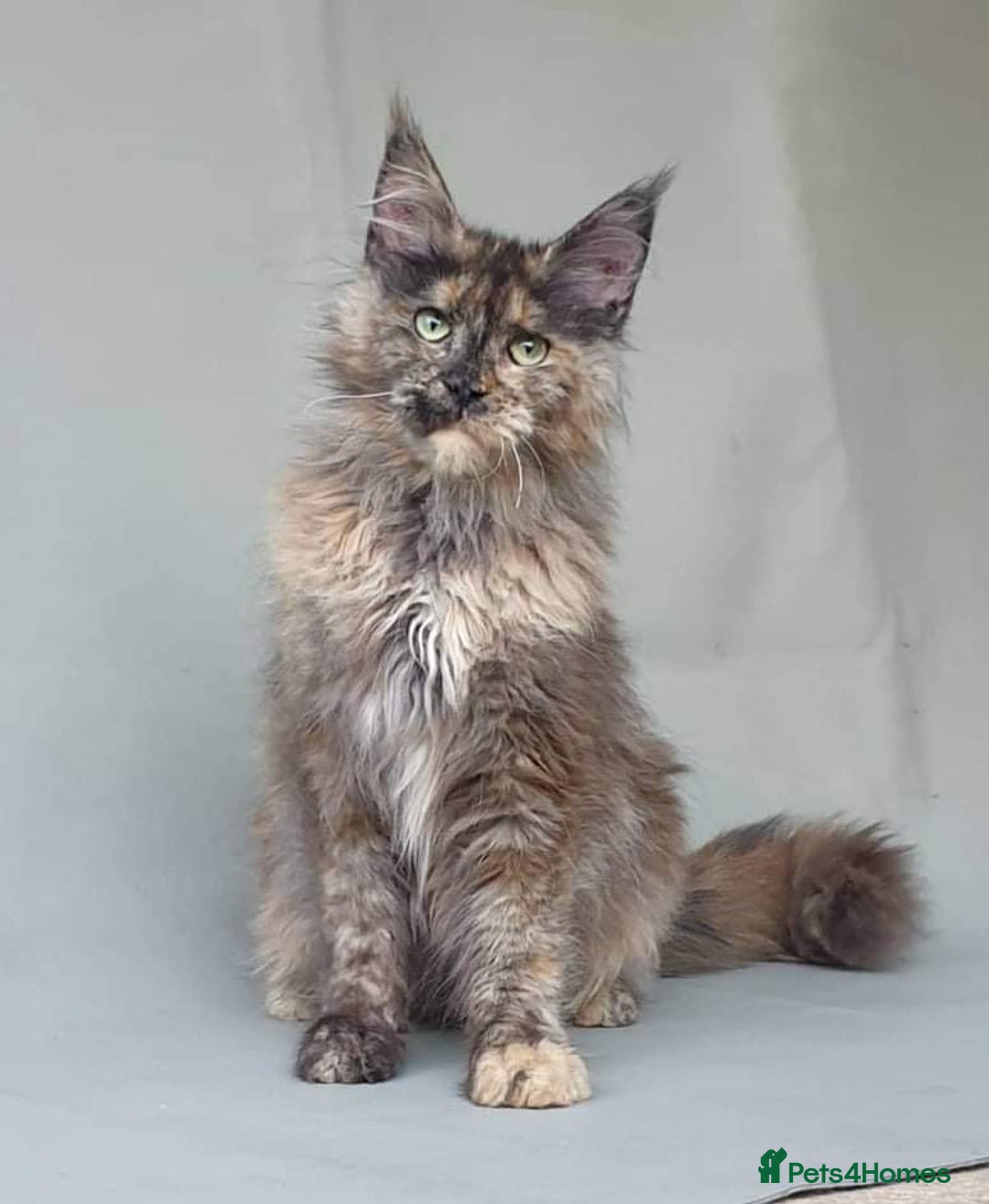 Maine Coon cats for sale: Female MaineCoon  Imported, Loving Home Needed   - Image 8