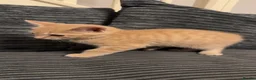 Domestic Shorthair cats for sale: 3 kittens available  - Advert 3