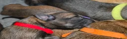 Belgian Shepherd Dog dogs for sale: KC registered Malinois puppies - Advert 3