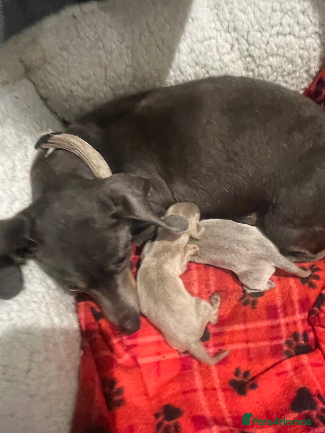 Dachshund dogs for sale:  dachshund miniature - Image 10