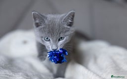 Russian Blue cats for sale: Pure Russian Blue Kittens Available  - Image 28