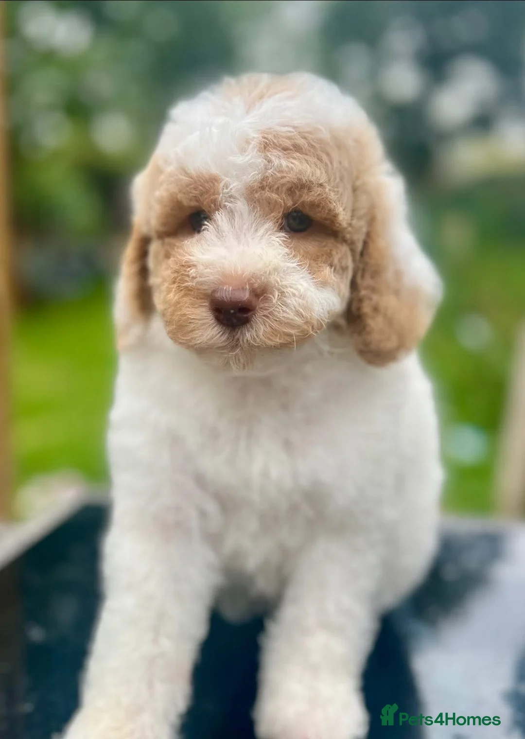 Poodle dogs for stud: Professional Stud Service - Advert 5