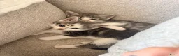 Mixed Breed cats for sale: Two lovely girls left - Advert 7
