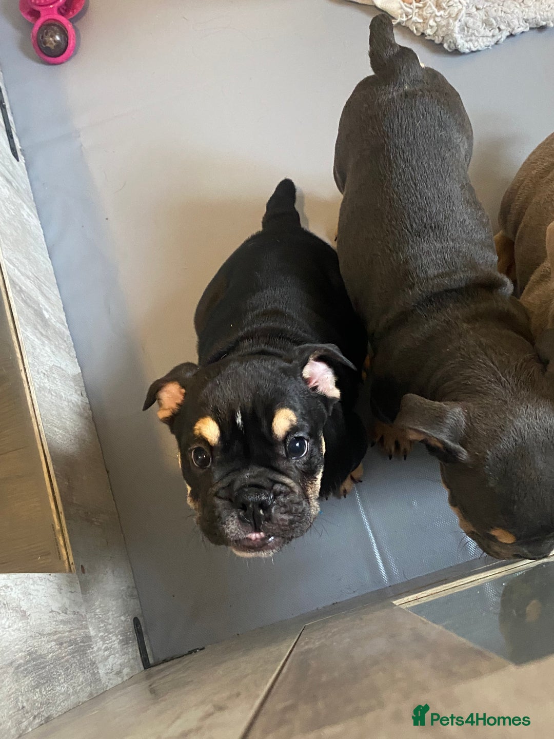 English Bulldog dogs for sale: Pedigree English bulldogs top-lines (7 weeks old)  - Image 8