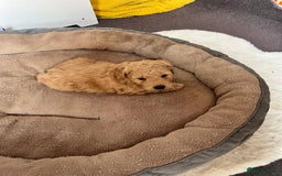 Cockapoo dogs for sale: Gorgeous cockapoo puppies  - Image 3