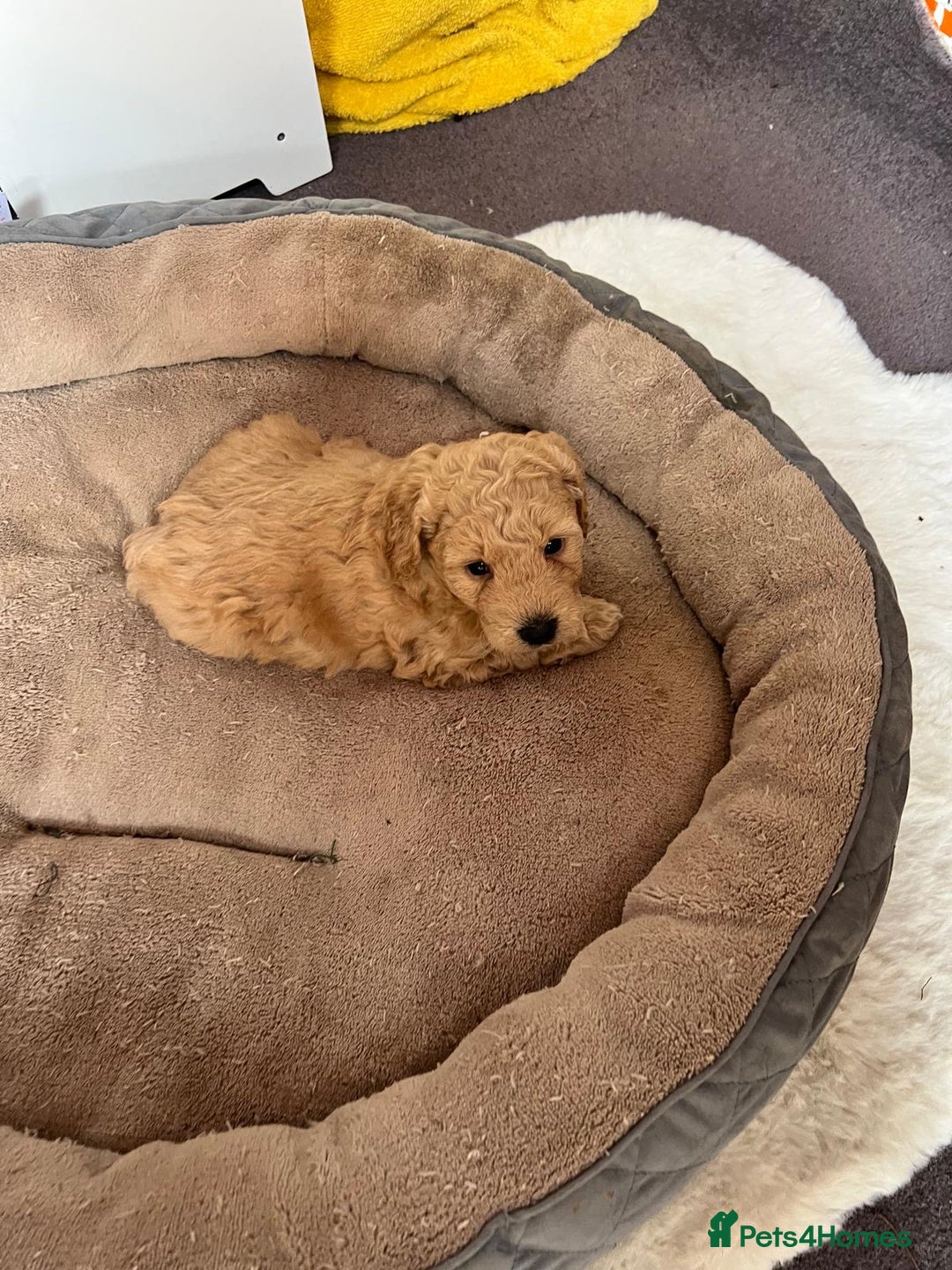 Cockapoo dogs for sale: Gorgeous cockapoo puppies  - Image 3