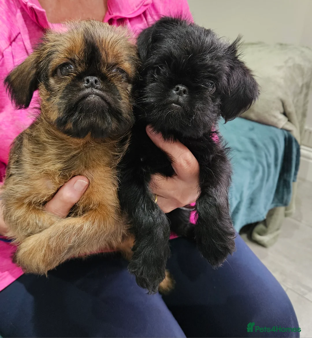 Griffon Bruxellois dogs for sale: Brux Beautys - Advert 3
