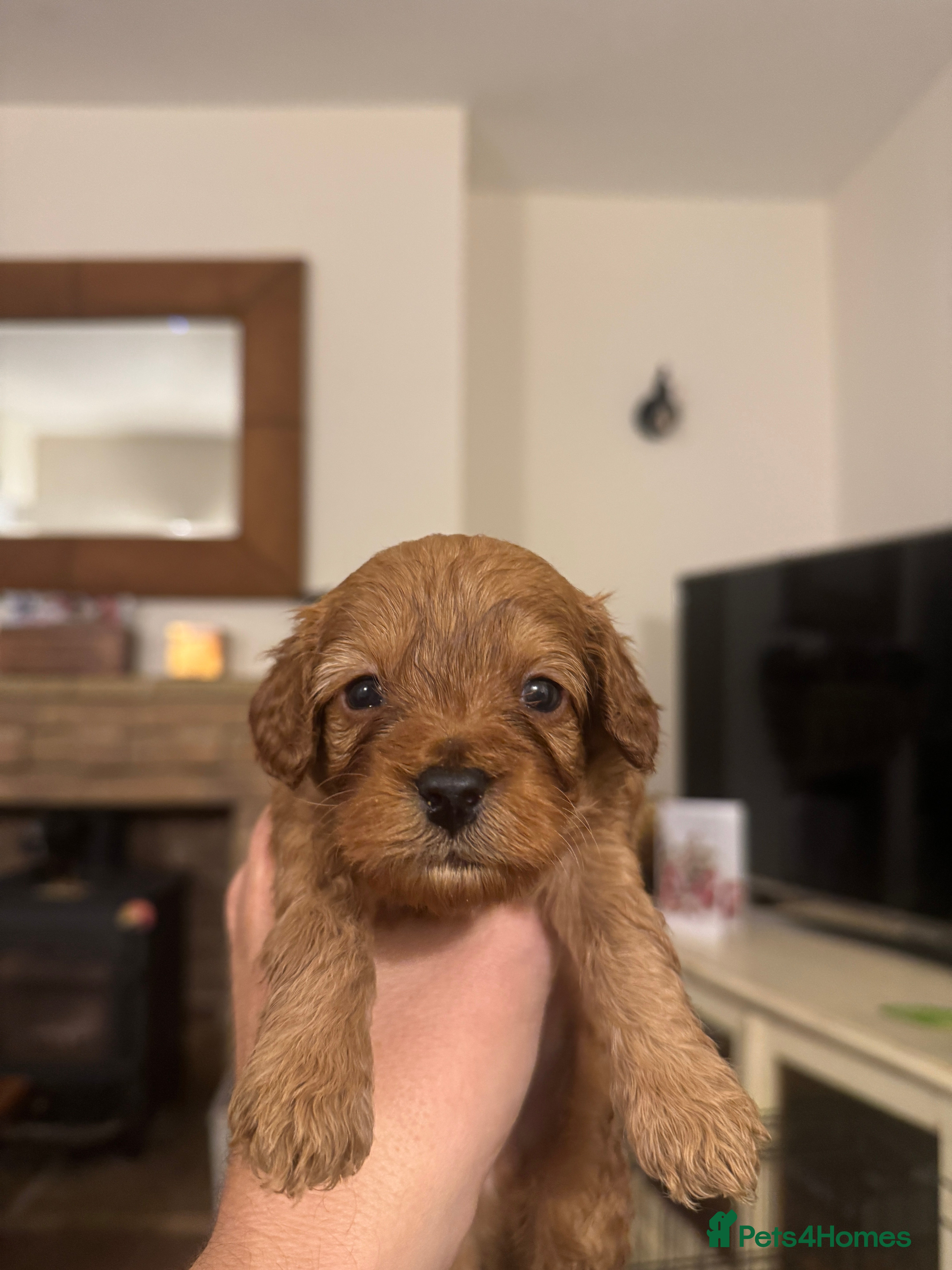 Cavapoo dogs Toy Cavapoo F1B - 4 girls & 3 boys - Advert 5