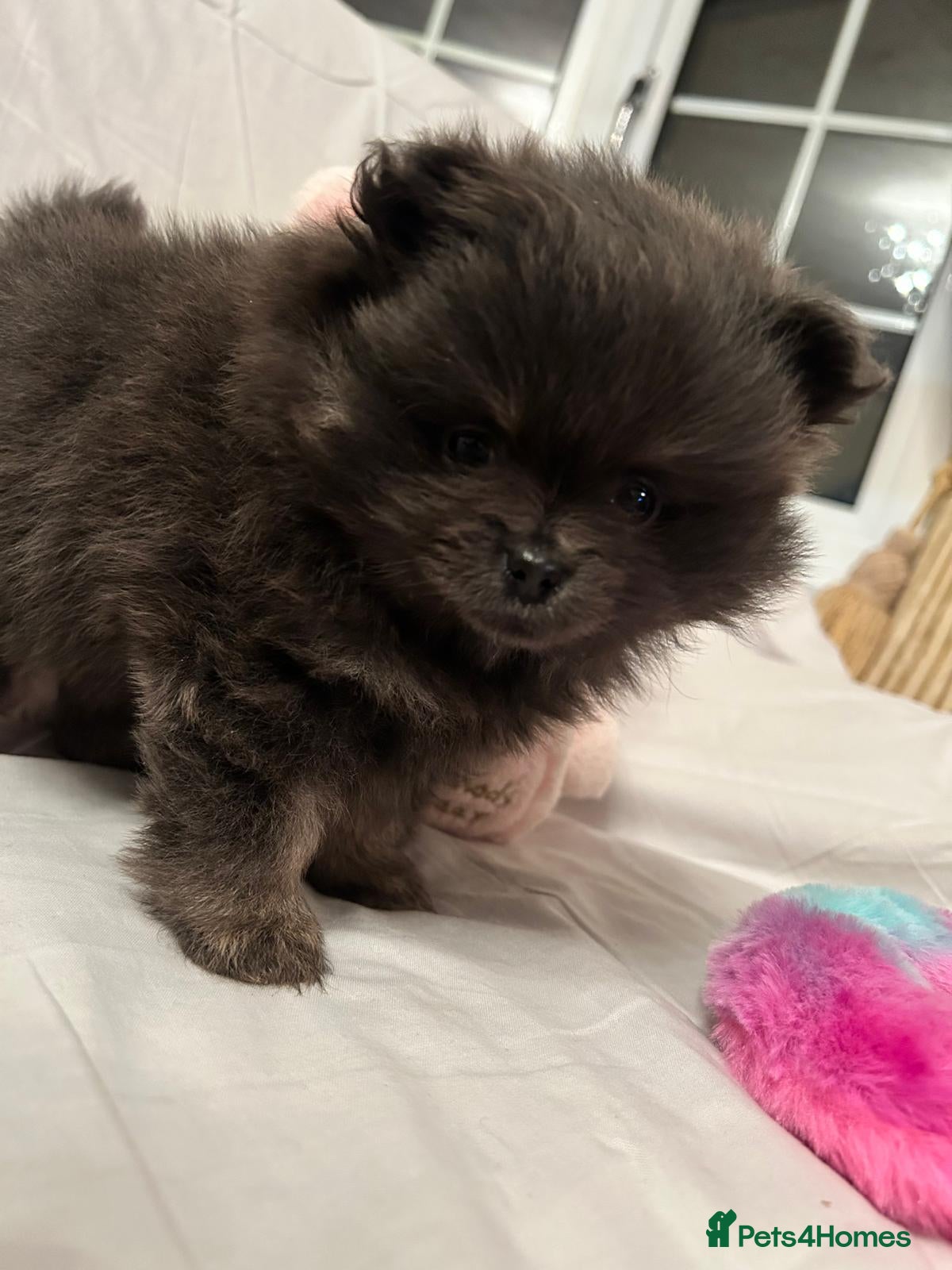 Pomeranian dogs Blue girl pomeranian - Advert 1