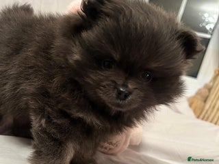 Pomeranian dogs Blue girl pomeranian - Advert 17