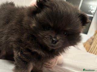 Pomeranian dogs Blue girl pomeranian - Advert 2