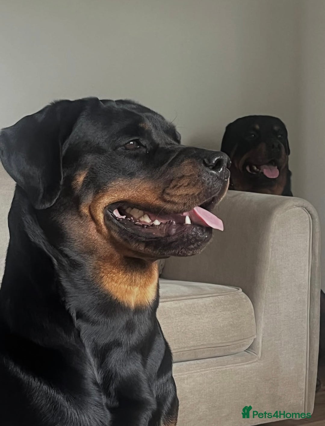 Rottweiler dogs for sale: Purebred Rottweiler Puppy – Ready for Loving Home - Advert 7