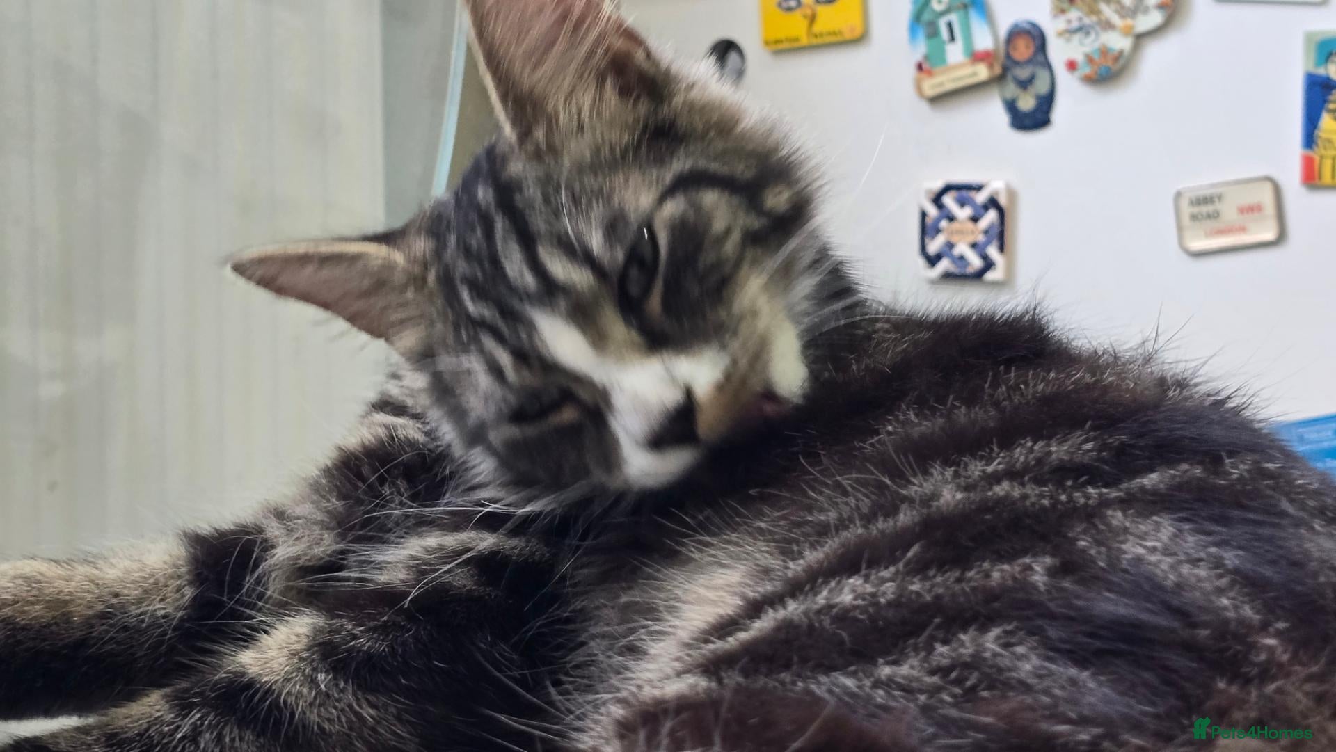 Mixed Breed cats Two boys needing a home  - Advert 5