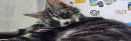 Mixed Breed cats for sale: Two boys needing a home  - Advert 1
