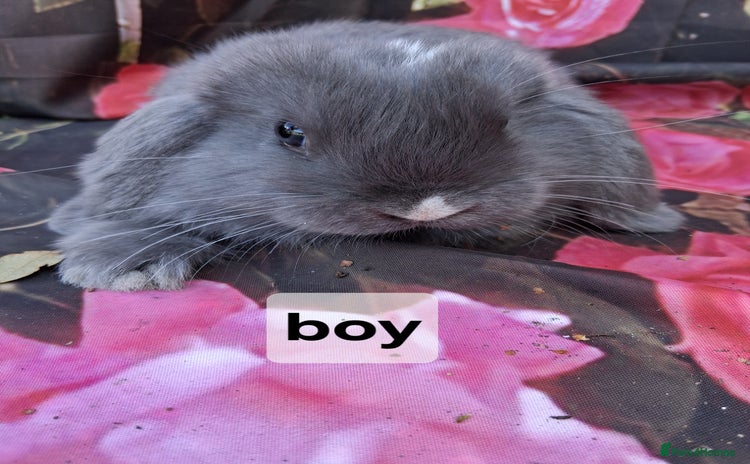 Mini Lop rabbits - Advert 2