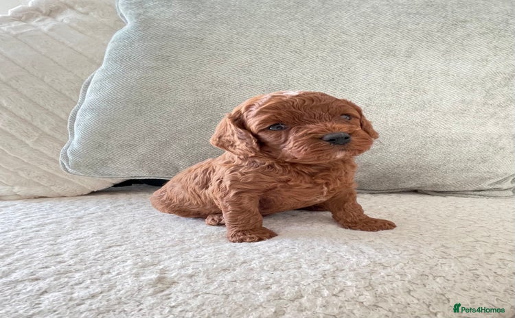 Cavapoo dogs - Advert 11