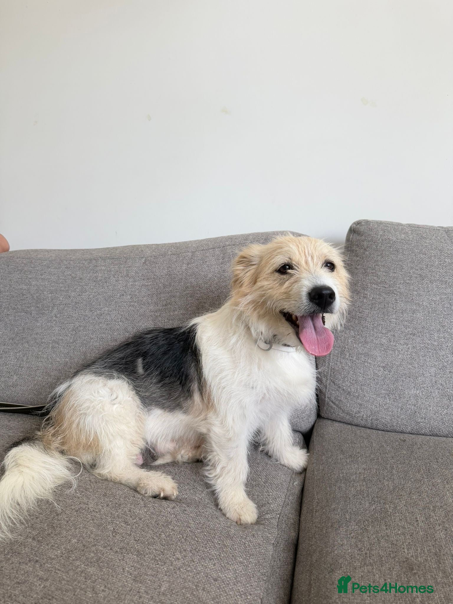 Mixed Breed dogs Beautiful Angel Looking for her forever home - Advert 2