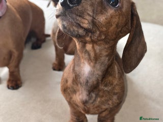 Miniature Dachshund dogs - Advert 19