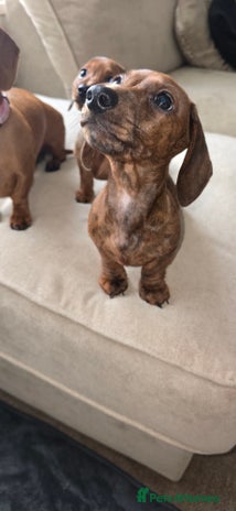 Miniature Dachshund dogs - Advert 15