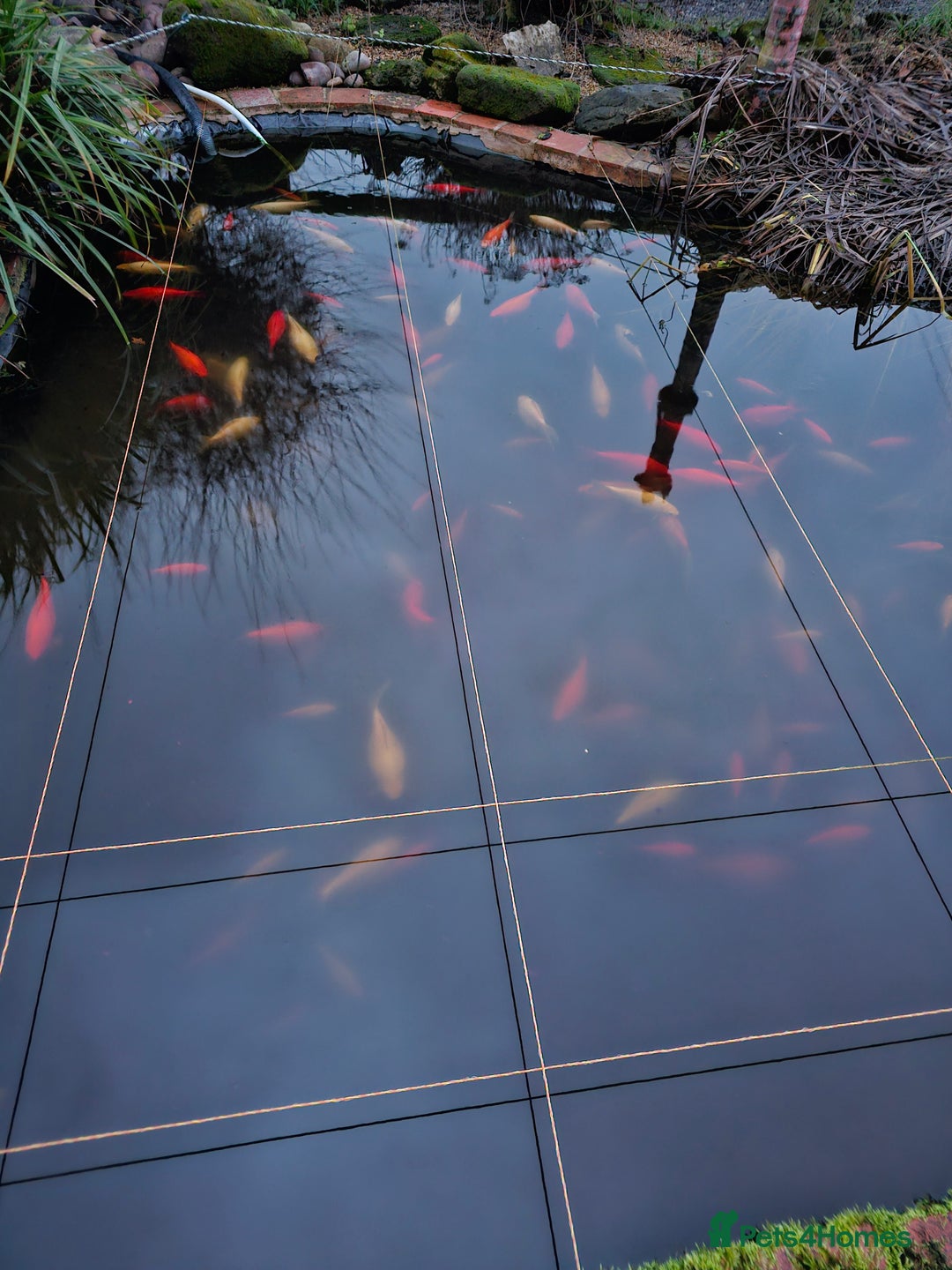 Other/Mixed Breed fish for sale: Pond being emptied - all enquiries welcome  - Advert 3