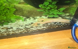 Frog reptiles for sale: Full set up with 2 frogs kids will love em - Image 3