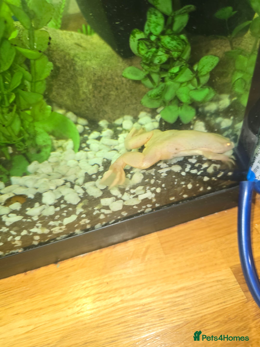 Frog reptiles for sale: Full set up with 2 frogs kids will love em - Image 3