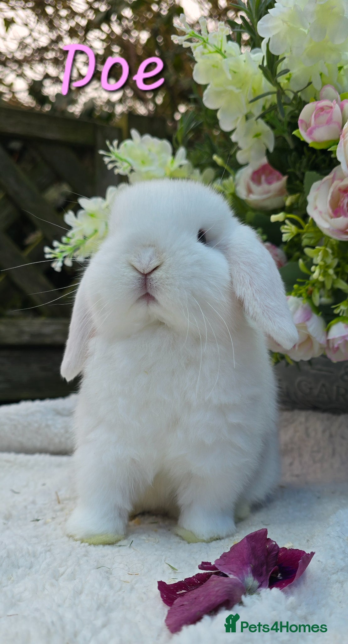 Mini Lop rabbits Beautiful quality mini lops - Advert 2