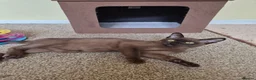 Burmese cats for sale:  Pedigree Brown Male Burmese Kitten - Advert 9