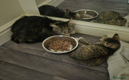Domestic Shorthair cats for sale: Friendly and Playful Tabby Kitten - Image 8