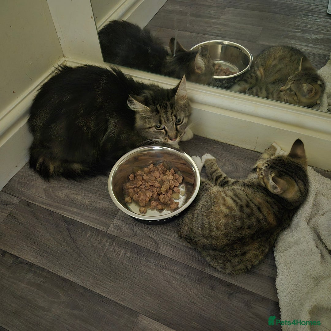 Domestic Shorthair cats for sale: Friendly and Playful Tabby Kitten - Image 8
