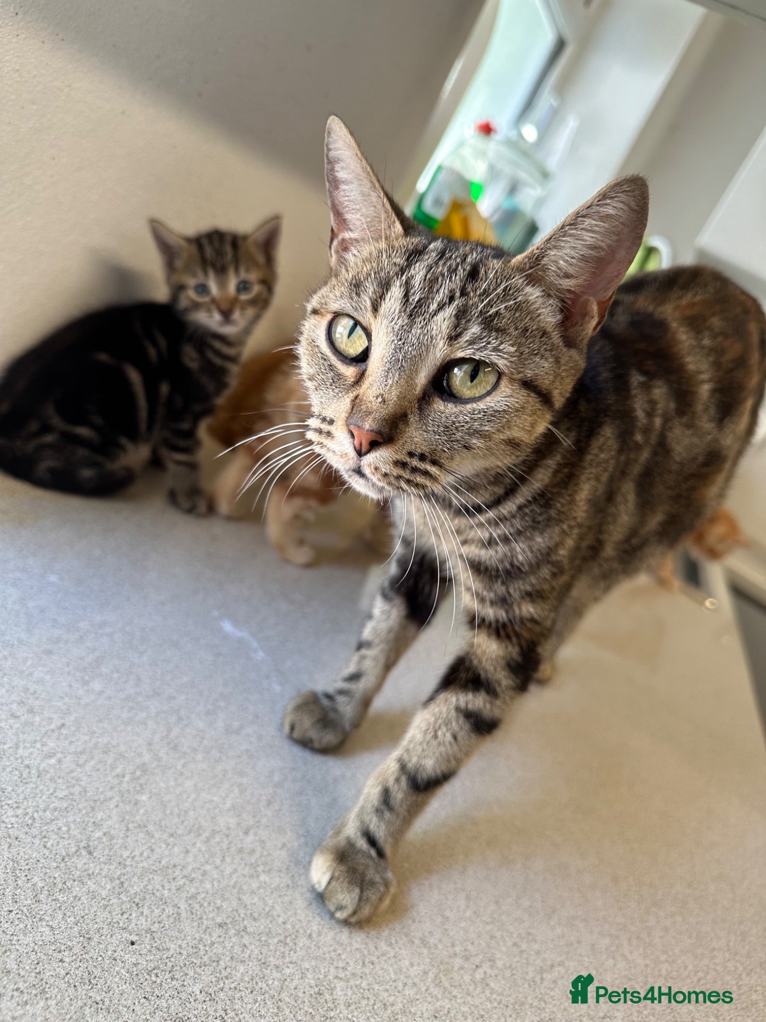 Mixed Breed cats 3 beautiful baby kittens for sale  - Advert 1