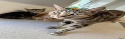 Mixed Breed cats for sale: 3 beautiful baby kittens for sale  - Advert 1