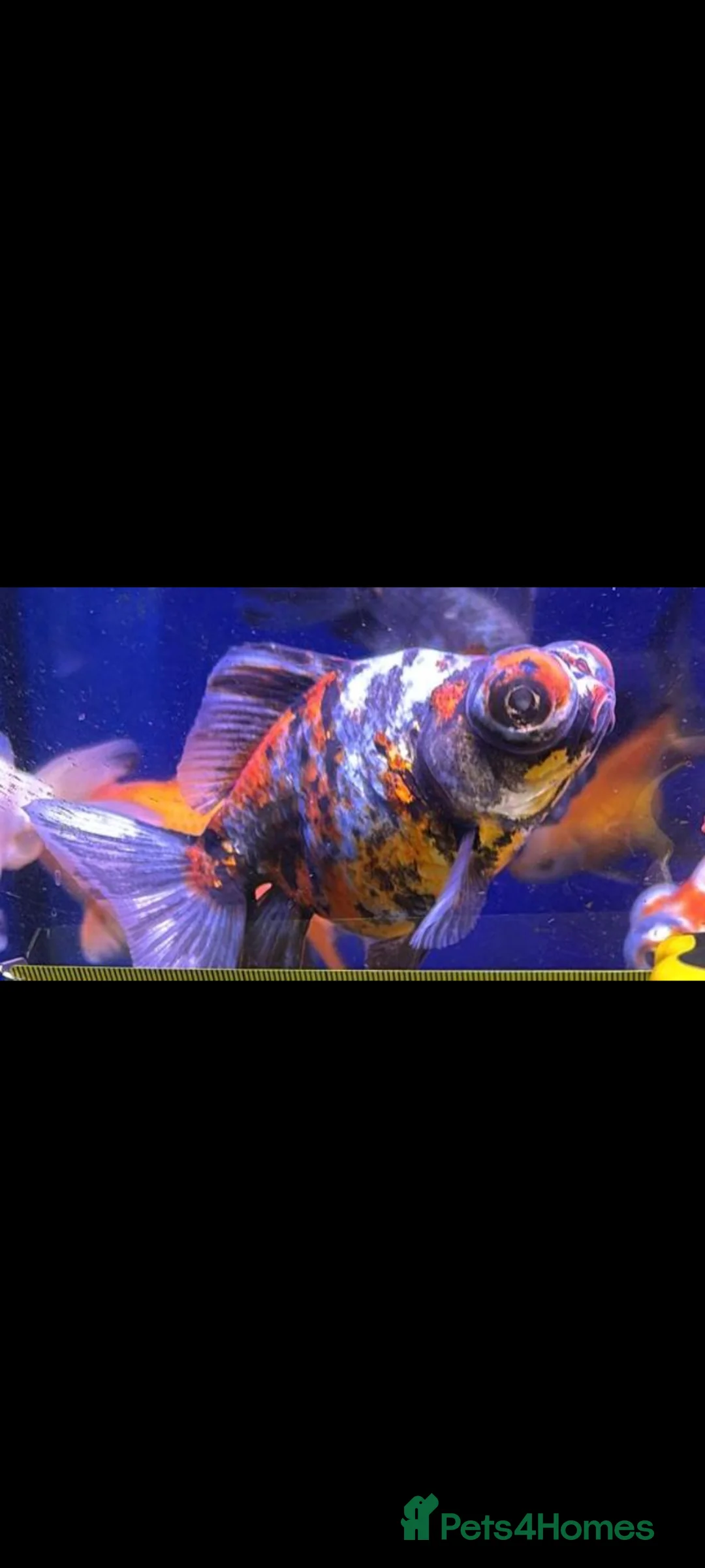 Fancy Goldfish fish for sale: Dragon eye telescope  - Advert 4