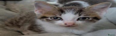 Kitten 5