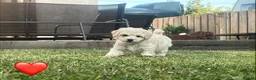 Mixed Breed dogs for sale: Cockapoochon Puppies in Lampeter - Advert 2