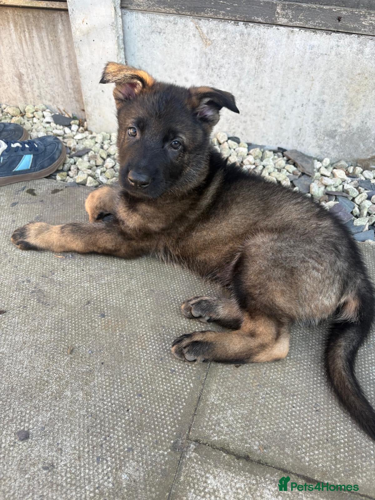 German Shepherd dogs 🐾 Working line German Shepherd puppies 🐾  - Advert 2